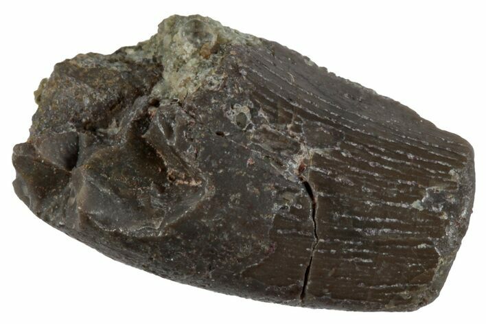 Partial, Megalosaurid (Marshosaurus) Tooth - Colorado #261670
